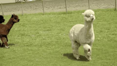 神兽羊驼吐口水,网络神兽羊驼一言不合吐口水