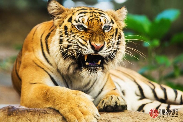 属虎的和属鼠的相配,属虎的和属龙相配