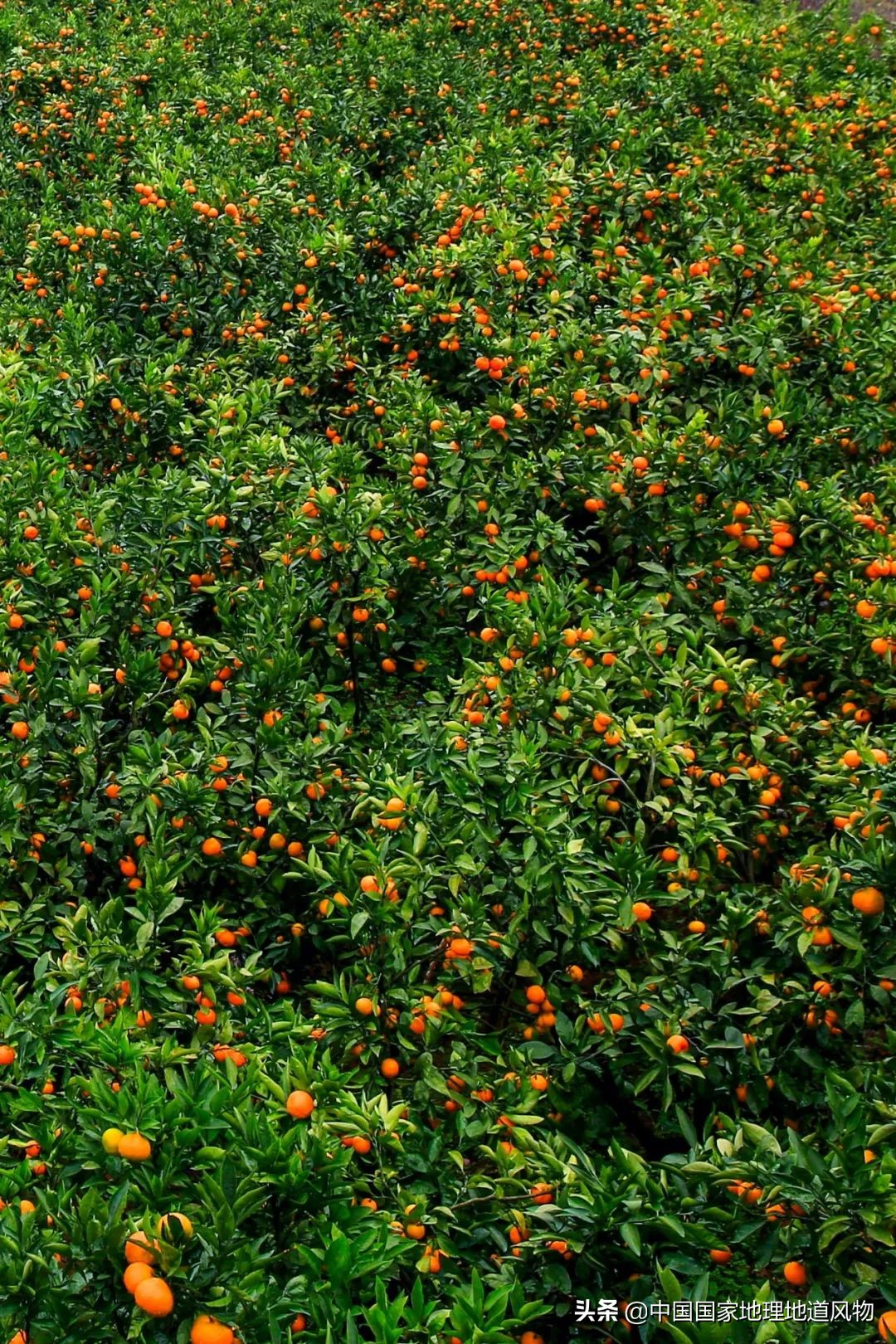 陕西水果第一大省有什么水果,陕西盛产水果吗