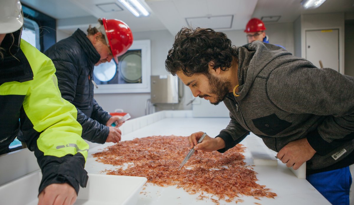 南极磷虾储量50亿是怎么算出来的,南极磷虾金矿最新消息