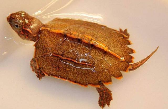 两栖龟陆龟海龟区别,陆地龟和陆龟是一个品种吗