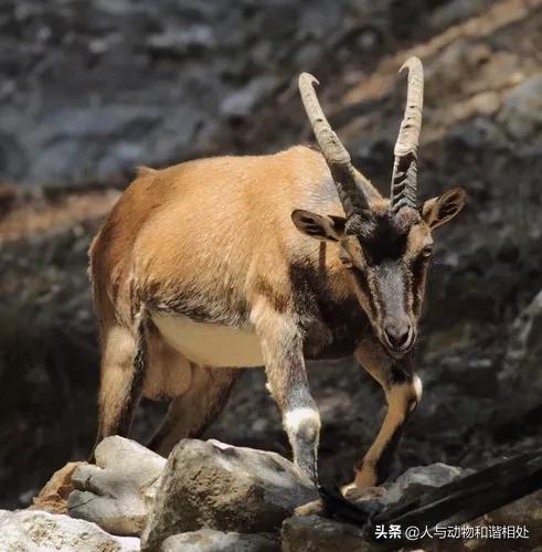 为什么雄性动物总是打架,为什么雄性动物都打架