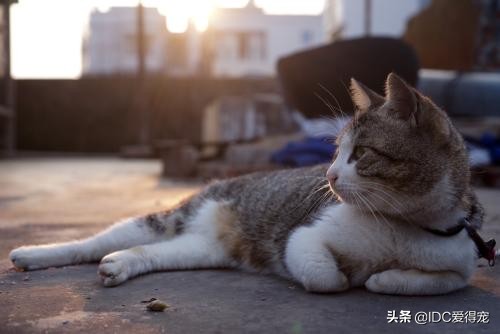 猫咪的性别用什么符号表示,刚出生的猫咪怎么分辨性别