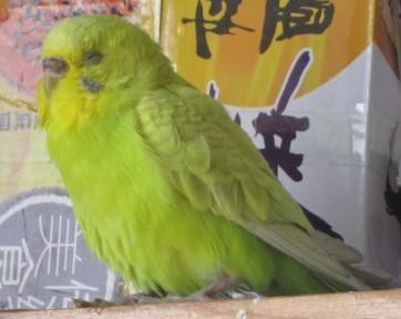 鹦鹉的七个求救信号,鹦鹉生病了有什么反应和症状