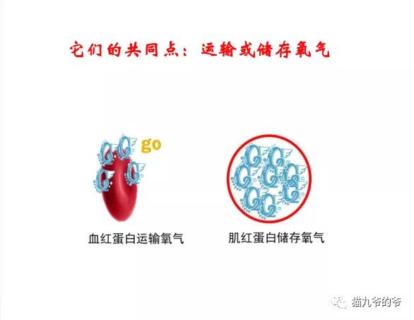 猫咪疱疹病毒和猫鼻支症状一样吗,猫疱疹病毒每只猫都有吗