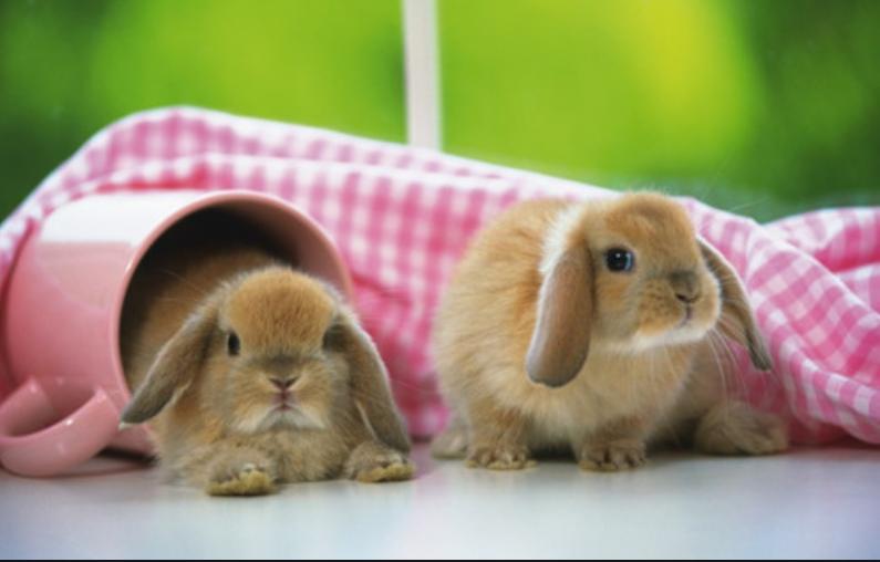 兔子流口水有粘液,兔子拉的粪便带黄色粘液