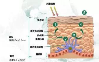 明星打的美容针是什么,女明星打美白针吗