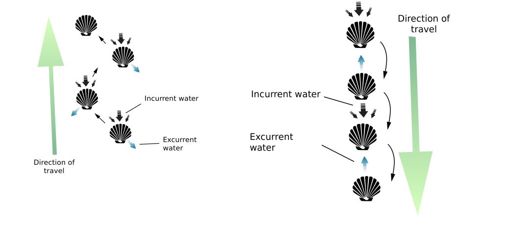 假如扇贝没有跑路,如果扇贝肉没清理干净吃会怎么样