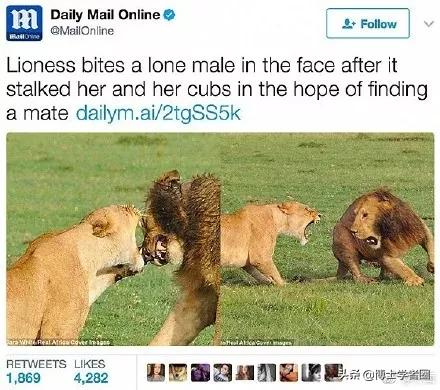 母狮一天发情40次，还追着公狮咬蛋蛋？根本不是这样啊....