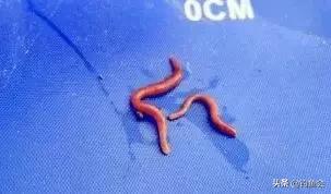 用拉丝粉蚯蚓拉饵的配制方法,老鬼鲜蚯蚓拉饵开饵教程