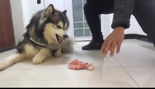 狗狗护食放任不管，担心酿成恶果，用这几种办法让狗狗改正坏习惯