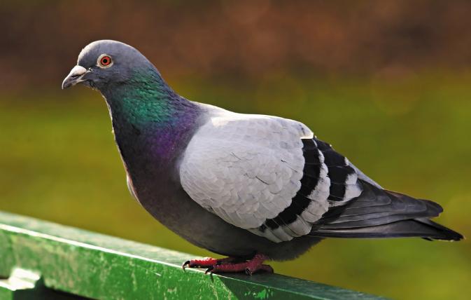 赛鸽大肠杆菌用活菌管用吗,养赛鸽技巧