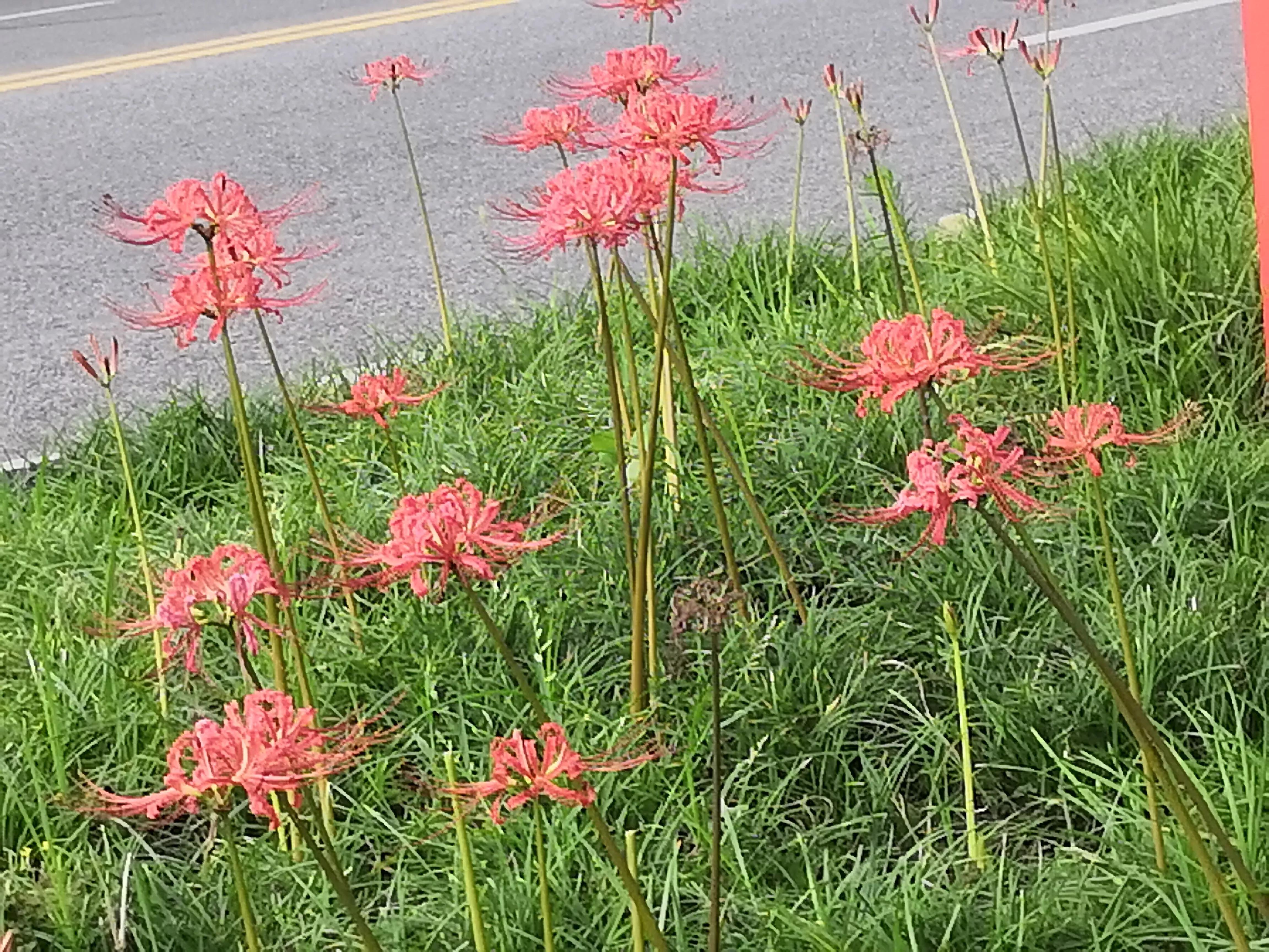 曼珠沙华有毒吗怎么养 (曼珠沙华有毒)