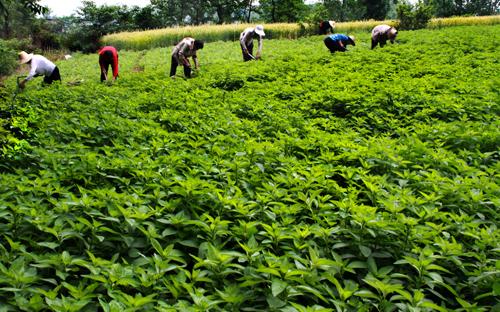 中药薄荷种植到采收全过程,薄荷的正确种植方法