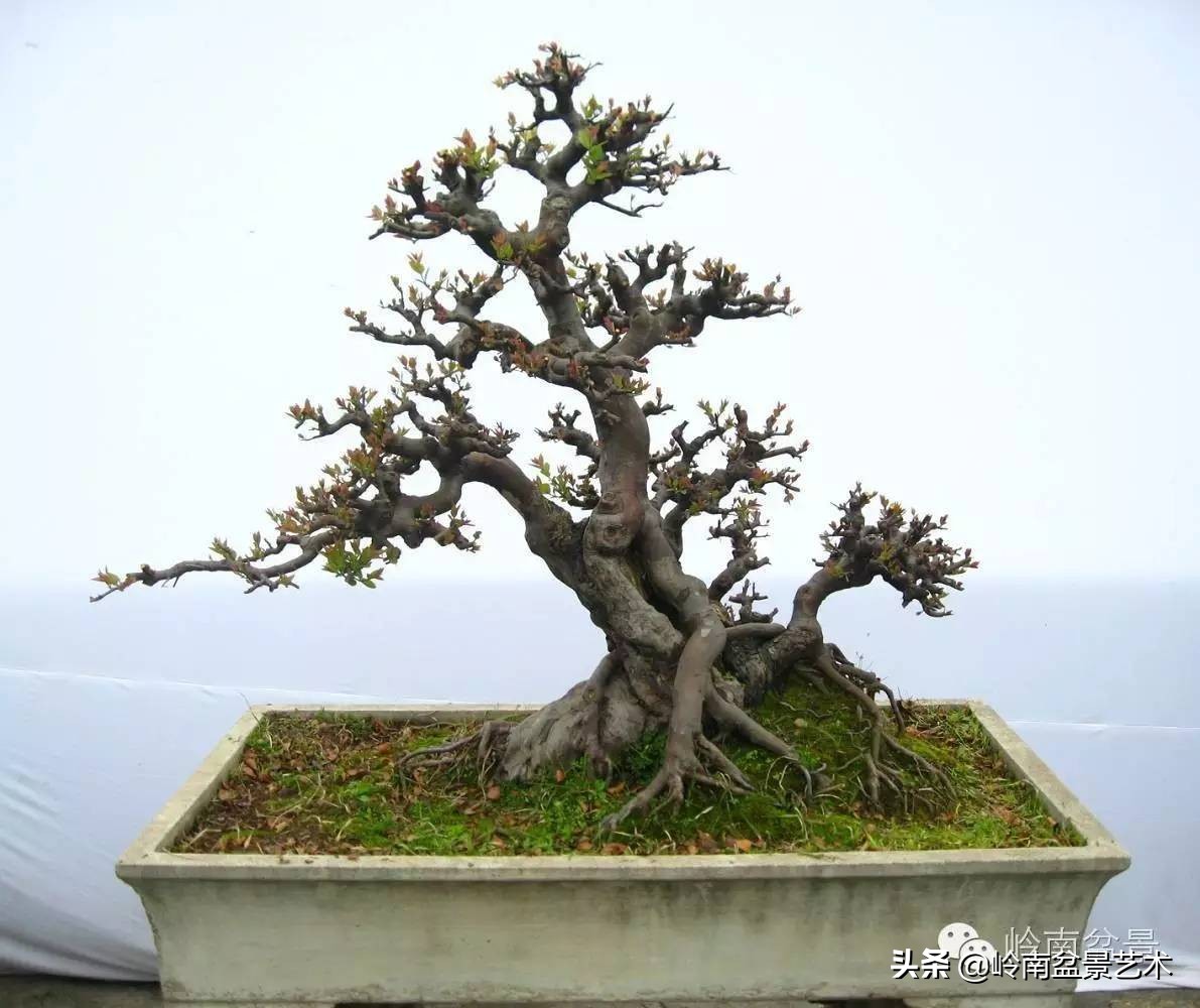 雀梅有盆景七贤之一的美称,盆景七贤之一雀梅图集