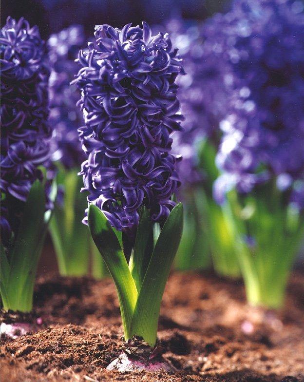 家里养什么花最好养耐活招财,家庭养什么花最招财又好看