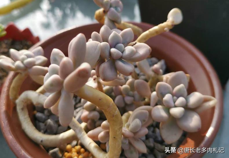 多肉艾伦最美状态,多肉艾伦好度夏吗