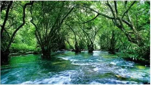 大树的秘密朗读,大树的秘密视频完整版