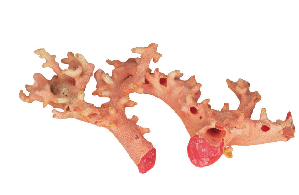 红珊瑚怎么辨别图片,红珊瑚怎么区分品种