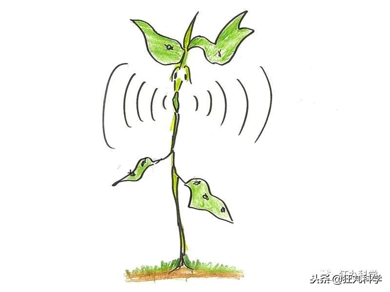 家里阳台的花,家里阳台上的绿植