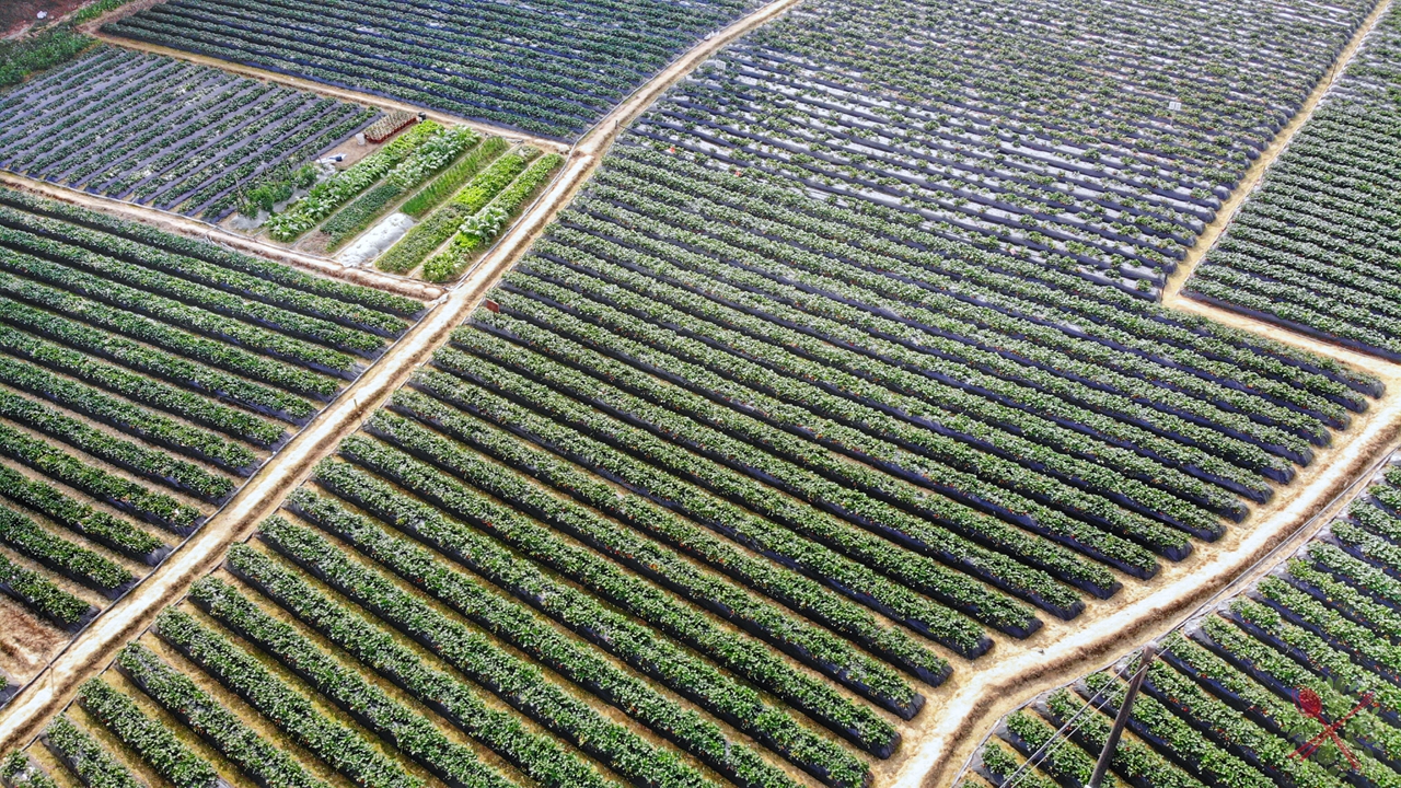 广东人过年必吃的青菜,广东人年夜饭必有的一道菜