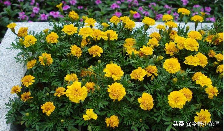 孔雀草播种时间和方法,孔雀草种子播种方法