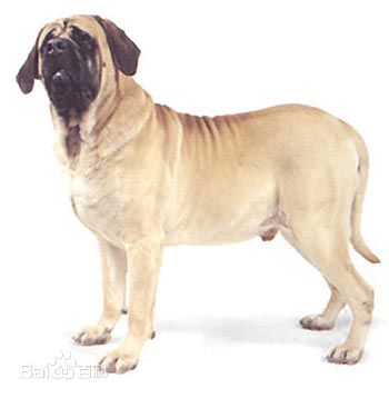 宠物狗大全免费观看,什么狗最好养又听话又聪明大型犬