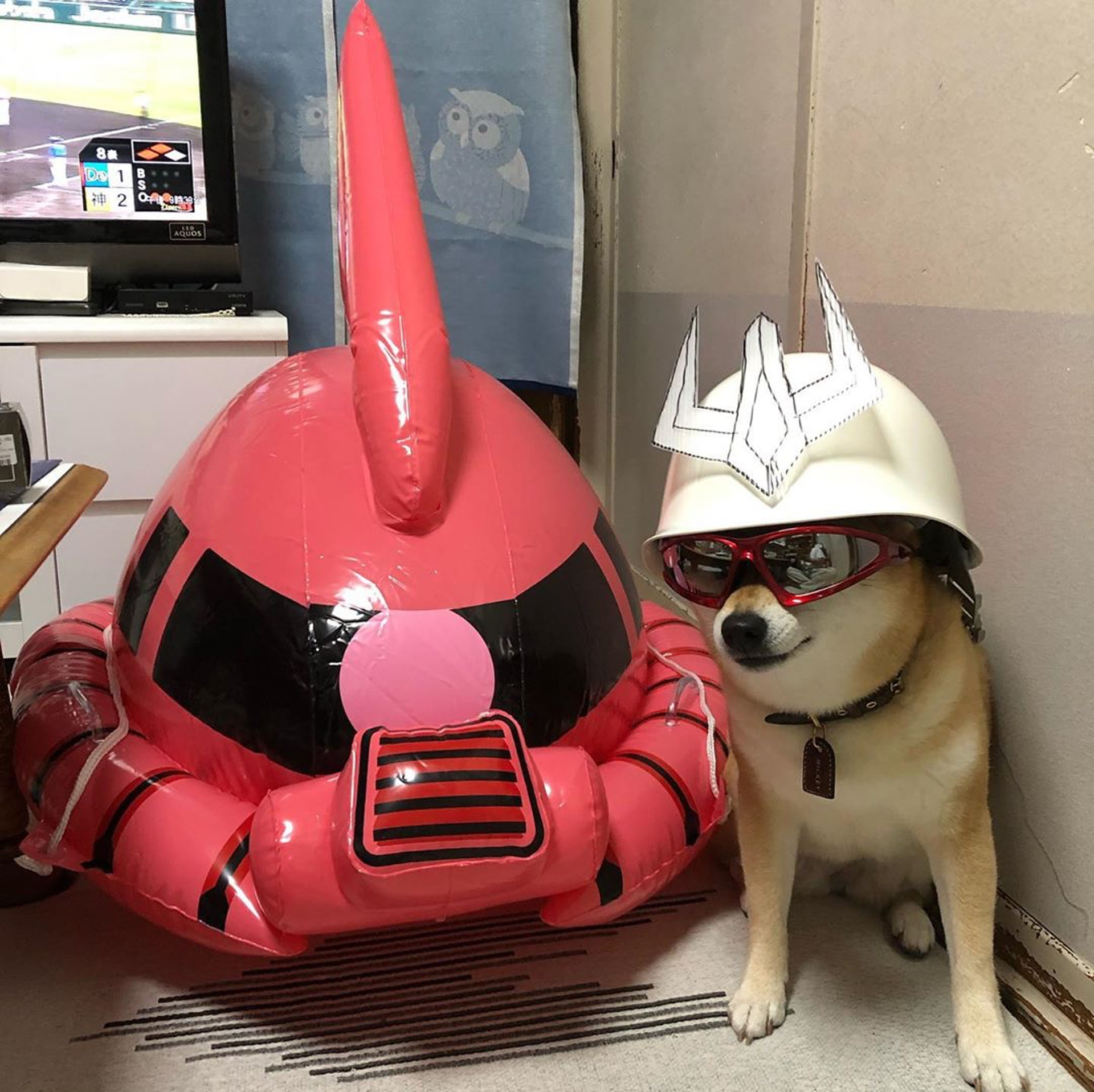 被砖头压住了!影帝柴犬超入戏25个连自己也骗倒的瞬间