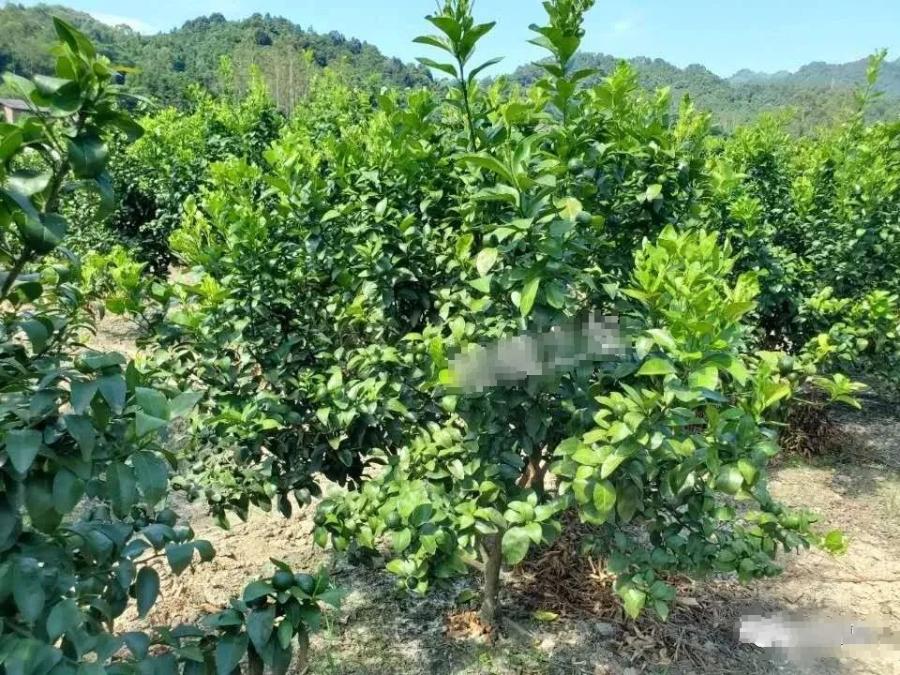 果农说，关于白癞病，走了太多弯路！总结全套方案分享，解决疑点