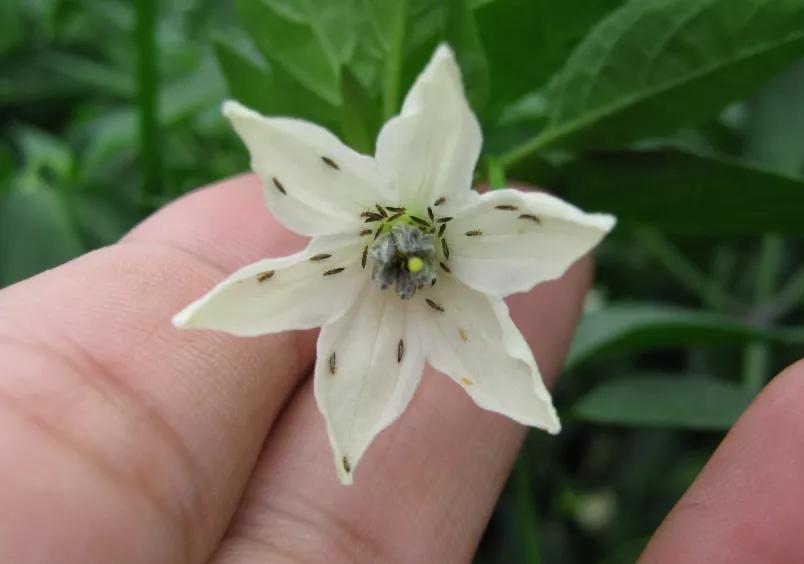 神秘小黑虫,芝麻大小的小黑虫咬人特别痒