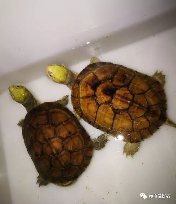 为什么养乌龟臭,乌龟腐皮怎么养