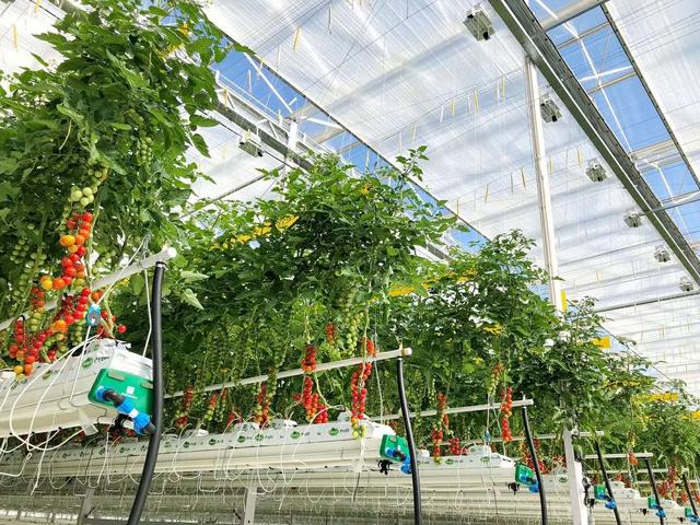 智能玻璃温室大棚一平方要多少钱,草莓连栋玻璃大棚造价多少钱一平