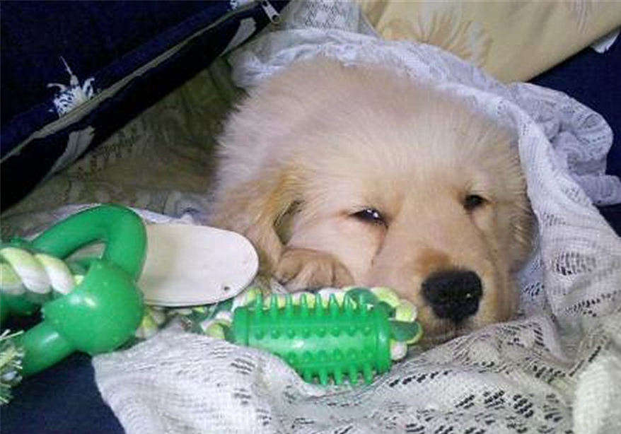 辟谣羊奶比鲜牛奶好,羊奶粉谣言