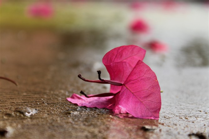 纳兰容若的十首经典诗词,纳兰容若十首最凄美诗词