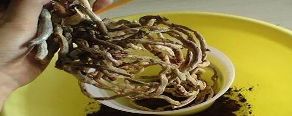 蝴蝶兰根烂了清理图片,蝴蝶兰根烂了可以晒吗
