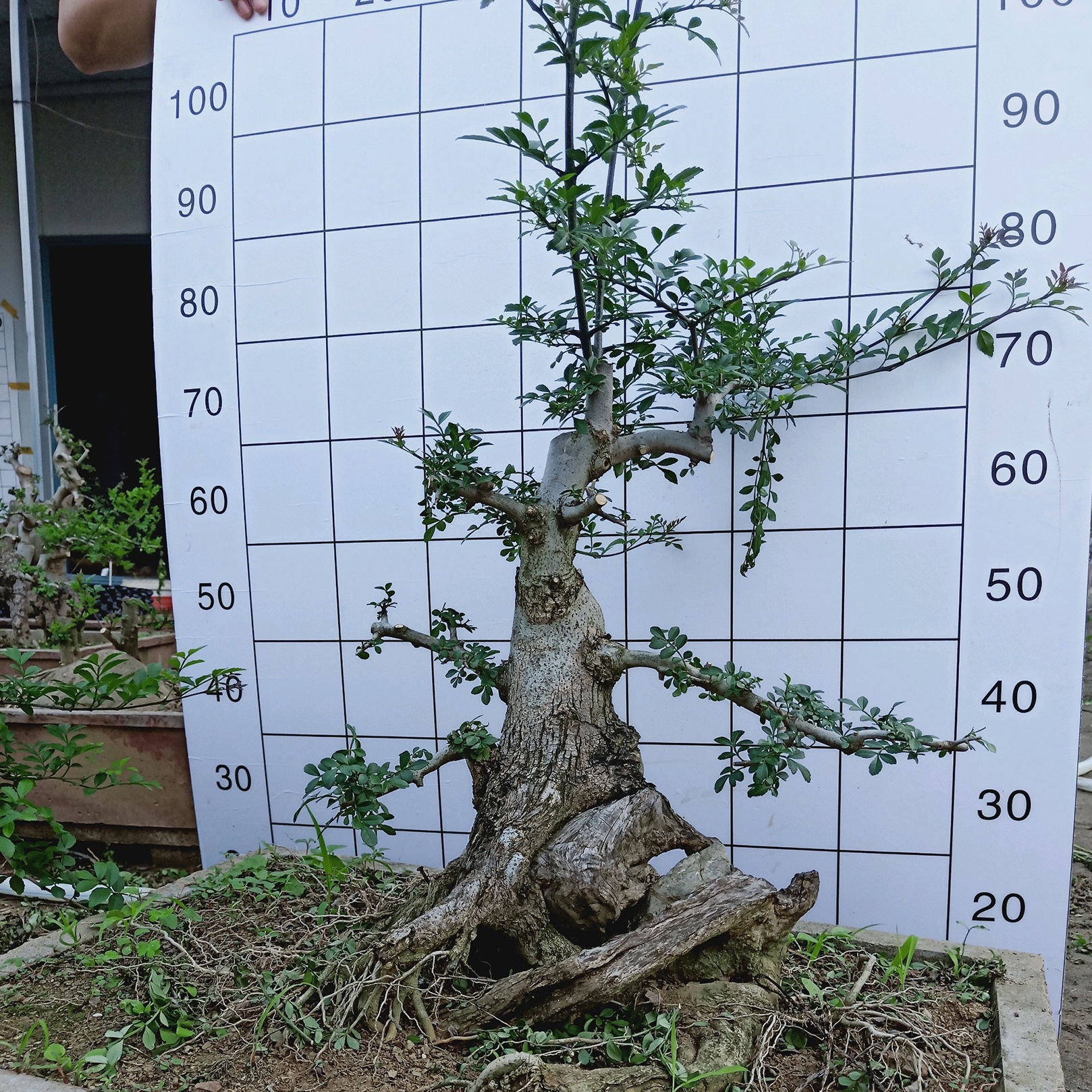 盆景白蜡叶子发黑什么原因,白蜡盆景发黄