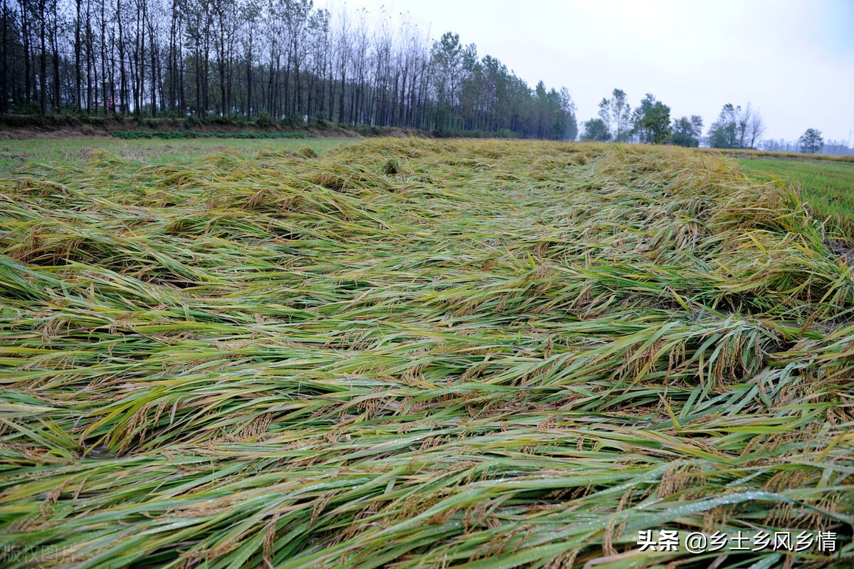 水稻倒伏怎么补救最好,水稻倒伏补救办法