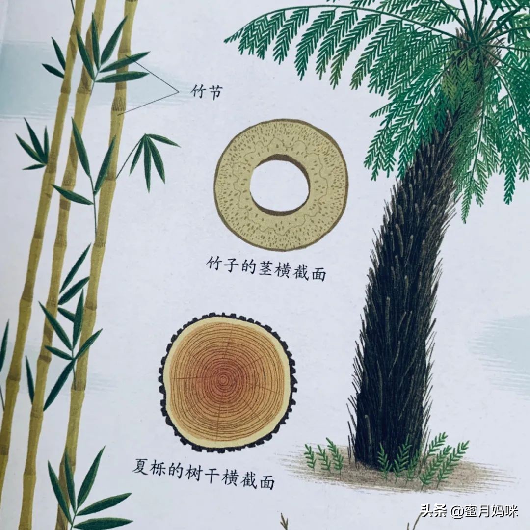 树木科普书籍,关于各种树木知识的书籍