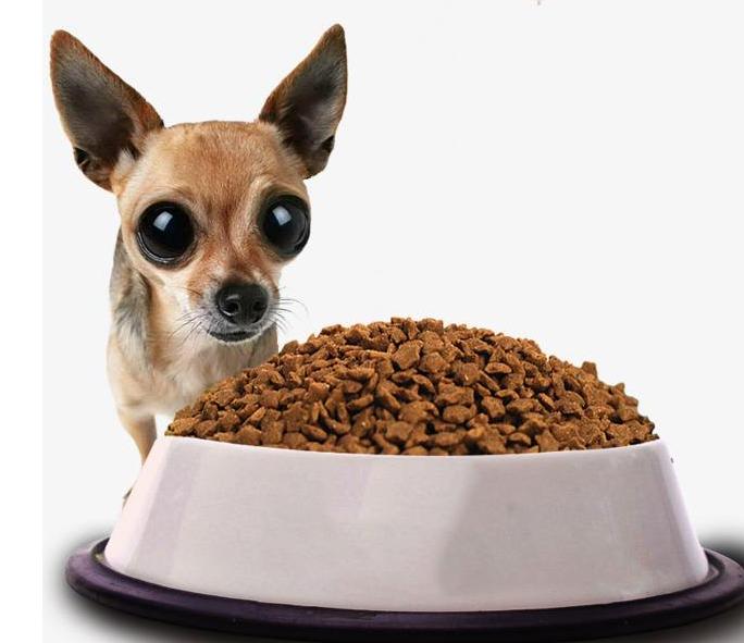 狗狗早上空腹吐黄泡沫,狗狗吐黄粘液为什么吃草