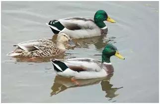 小型养殖创业好项目有哪些,农村创业特种种植致富好项目