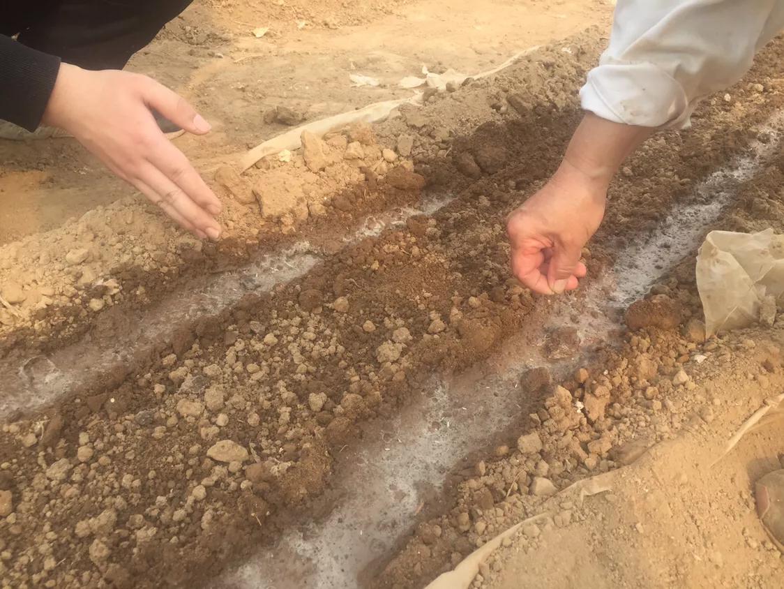 播种不急于收获,播种秧苗用什么办法不长草