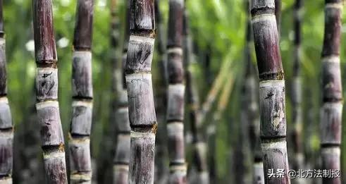 比毒蛇还毒100倍的食物,比毒蛇还毒的它千万别吃