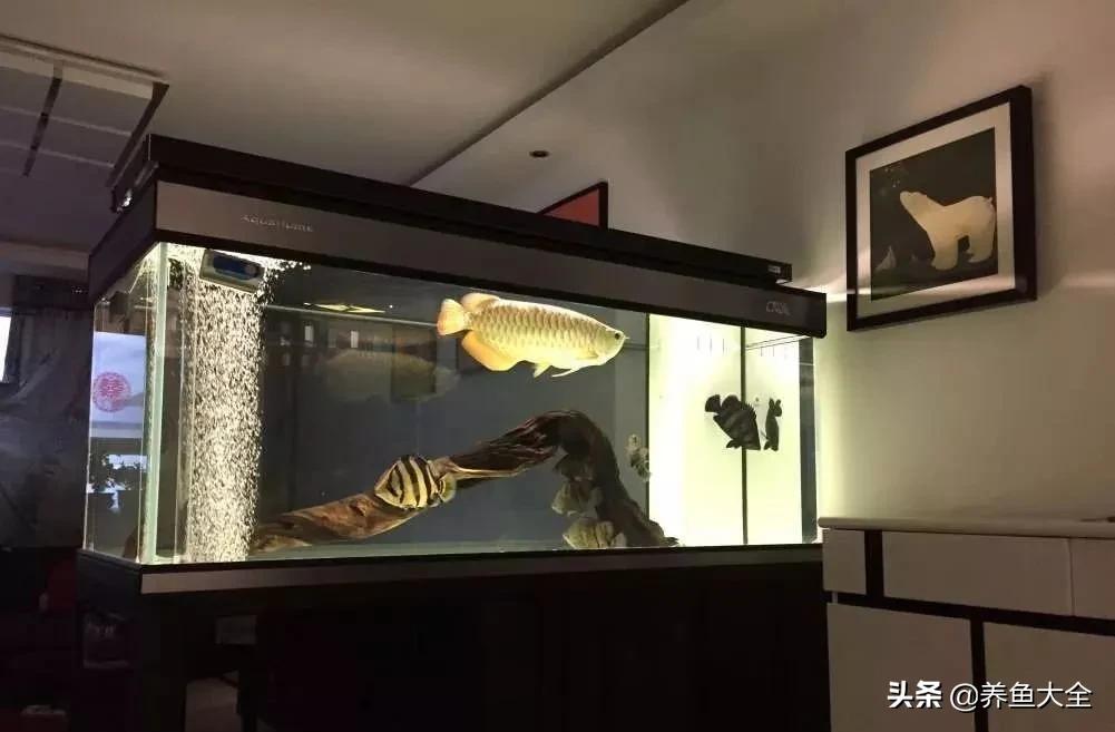 40x40鱼缸养小龙鱼可以吗,1.8米鱼缸只养一条龙鱼行吗