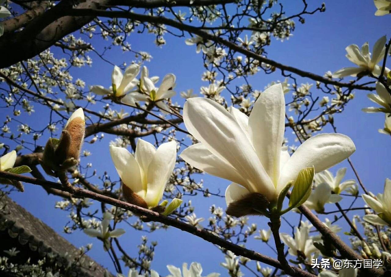 @所有人，周末一起赏玉兰，五处北京玉兰美景