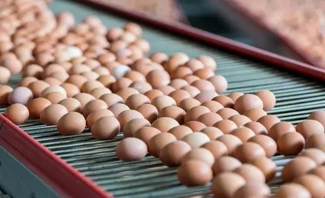 10元一盘鸡蛋价格表,鸡蛋价格为什么大跌