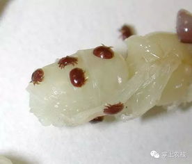 蜜蜂蜂螨特效药,蜜蜂身上的虫子