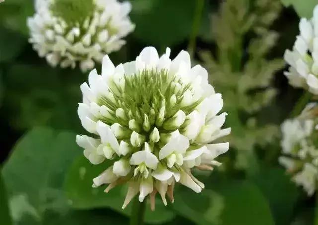 身边常见花卉识别,身边常见的树有哪些