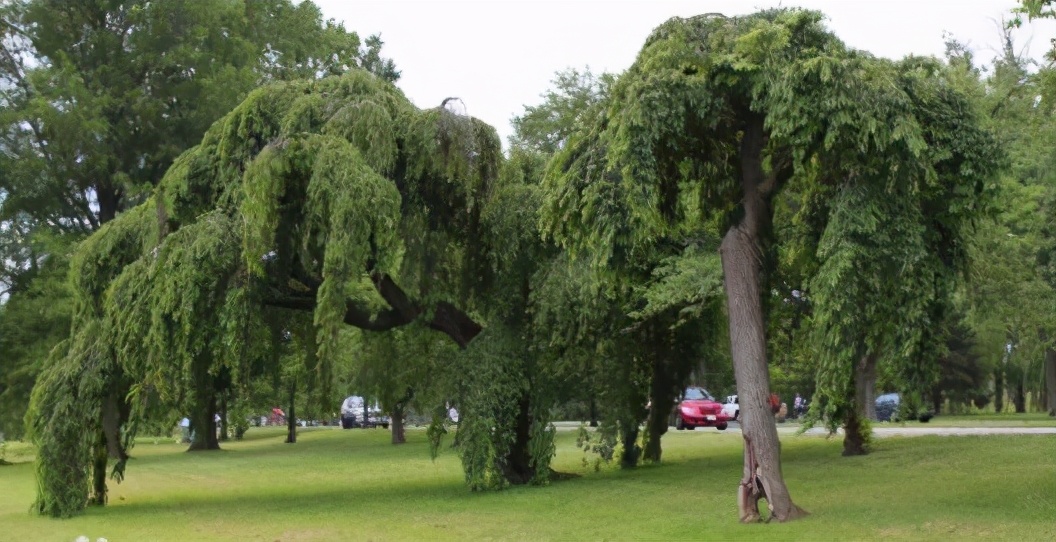 还记得13年前的樱花吗,以前的樱花对比现在的樱花