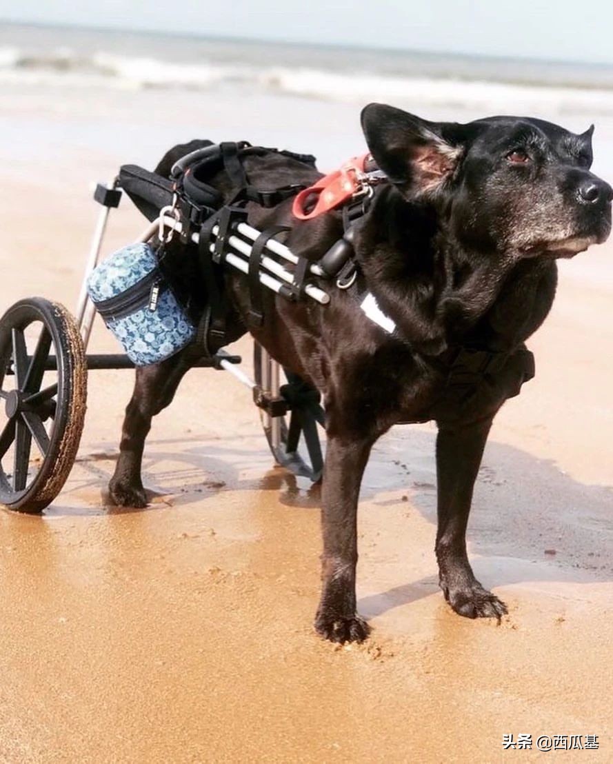 每天摸一只小狗小猫,每天摸一只小猫小狗