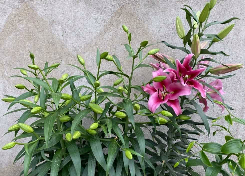 又香又适合阳台养的花,什么带香味的花室内养好看